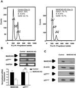 Phospho-p27 Kip1 (Ser10) Antibody in Western Blot (WB)