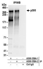 p300 Antibody in Western Blot (WB)