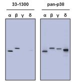 p38 MAPK Antibody in Western Blot (WB)