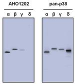 p38 MAPK Antibody in Western Blot (WB)