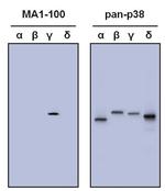 p38 MAPK gamma Antibody in Western Blot (WB)