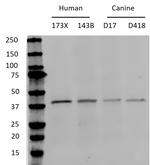 p38 MAPK alpha Antibody in Western Blot (WB)