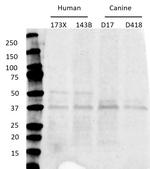 p38 MAPK gamma Antibody in Western Blot (WB)