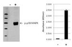 Multispecies p38 MAPK (Phospho) [pT180/pY182] InstantOne™ ELISA Kit