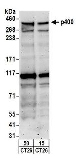 p400 Antibody in Western Blot (WB)