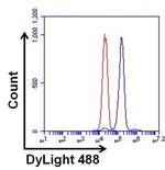 ERK2 Antibody in Flow Cytometry (Flow)