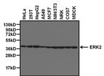 ERK2 Antibody in Western Blot (WB)