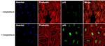 p53 Antibody in Immunocytochemistry (ICC/IF)