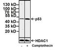 p53 Antibody in Western Blot (WB)