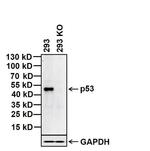 p53 Antibody in Western Blot (WB)