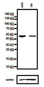 p53 Antibody in Western Blot (WB)