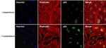 p53 Antibody in Immunocytochemistry (ICC/IF)