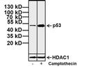 p53 Antibody in Western Blot (WB)