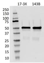 p53 Antibody in Western Blot (WB)