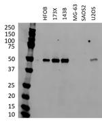 p53 Antibody in Western Blot (WB)