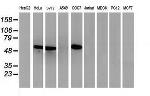 p53 Antibody in Western Blot (WB)