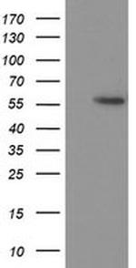 p53 Antibody in Western Blot (WB)