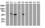 p53 Antibody in Western Blot (WB)