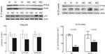 p53 Antibody in Western Blot (WB)