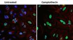 p53 Antibody in Immunocytochemistry (ICC/IF)