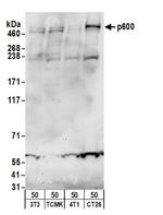 p600 Antibody in Western Blot (WB)