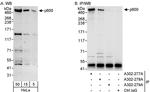 p600 Antibody in Western Blot (WB)