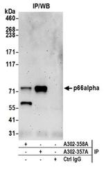 p66alpha Antibody in Western Blot (WB)