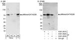 p66beta/GATAD2B Antibody in Western Blot (WB)