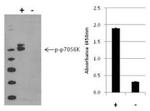 Multispecies p70 S6 Kinase (Phospho) [pT389] InstantOne™ ELISA Kit