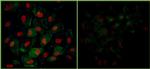 Phospho-KAP-1 (Ser824) Antibody in Immunocytochemistry (ICC/IF)