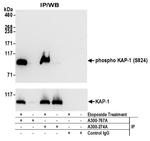 Phospho-KAP-1 (Ser824) Antibody in Western Blot (WB)