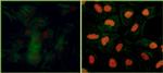 Phospho-KAP-1 (Ser824) Antibody in Immunocytochemistry (ICC/IF)