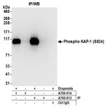 Phospho-KAP-1 (Ser824) Antibody in Western Blot (WB)