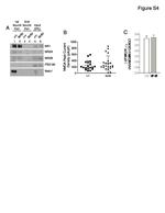 NMDAR2A Antibody in Western Blot (WB)