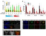 Nanog Antibody in Immunohistochemistry (IHC)