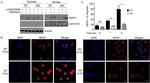 NFATC2 Antibody in Immunocytochemistry (ICC/IF)