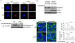 NFATC2 Antibody in Immunocytochemistry (ICC/IF)