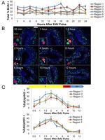 BrdU Antibody in Immunohistochemistry (IHC)