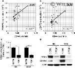 PTBP1 Antibody in Western Blot (WB)