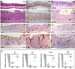 CD4 Antibody in Immunohistochemistry (IHC)