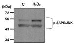 Phospho-JNK1/JNK2 (Thr183, Tyr185) Antibody in Western Blot (WB)