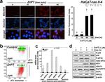 XRCC2 Antibody in Western Blot (WB)