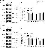 SERCA1 ATPase Antibody in Western Blot (WB)