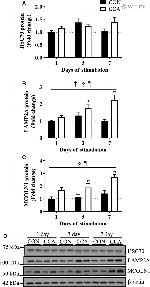 LAMP-2A Antibody in Western Blot (WB)