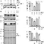 JPH1 Antibody in Western Blot (WB)