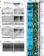 Phospho-Tau (Ser404) Antibody in Western Blot (WB)