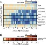 mTOR Antibody in ChIP Assay (ChIP)