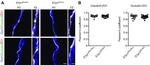 Claudin 5 Antibody in Immunohistochemistry - Free Floating (IHC (Free))