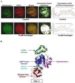 Cytochrome C Antibody in Immunohistochemistry (IHC)