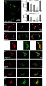 Golgin-97 Antibody in Immunocytochemistry (ICC/IF)